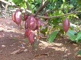 Trái cacao - trồng nhiều ở Miền Tây Nam Bộ Images?q=tbn:ANd9GcT9BzGPaqAbrUpwjRjgO_bO4V4gPOV7OA7_h22fJaIIe13VRmQ&t=1&usg=__4CFql6TfNsvmyKDnFpGnpfOD96E=