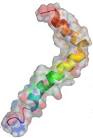 el péptido beta <b>amiloide</b>,