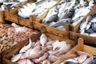 Plenty of Fish in the Sea? | The Good Food Guide
