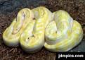 Albino BURMESE PYTHON Picture (Python molurus bivittatus)