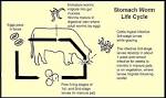 Bovine Parasites