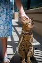 GIANT Cat Breed Of The Week – The Ashera Cat | The Daily Mew