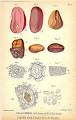 <b>Garcinia kola</b>
