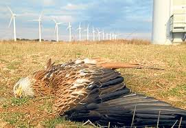 of wind farms on birds. of wind farms on birds.