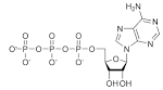 File:<b>ATP</b> chemical structure.