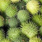 <b>Cucumis</b> hirsutus