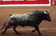 Definidas las ganaderías para la Feria de Santander - Semanario Taurino Aplausos