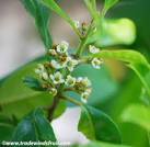 Yerba Mate - <b>Ilex paraguariensis</b> - Seeds