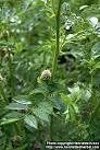 <b>Glycyrrhiza uralensis</b> Fischer