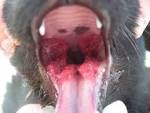 The exact cause of <b>stomatitis</b>