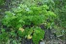 <b>Petroselinum</b> crispum var.