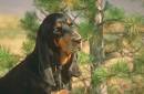 BLACK AND TAN Coonhound Pictures