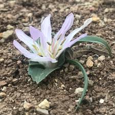 Image result for "Colchicum androcymbioides"