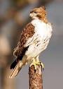 Red-tailed Hawk, Identification, All About Birds - Cornell Lab of ...