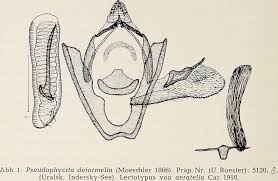 Image result for Pseudophycita aeratella