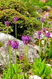 Image result for "Primula muscarioides"