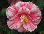 <b>camellia</b>%201.jpg - (2292x1782