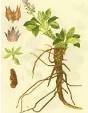 <b>Picrorhiza</b> Kurroa