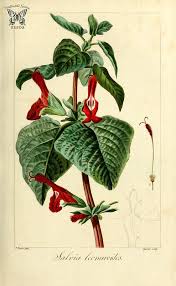 Image result for Salvia leonuroides
