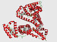 <b>Serum albumin</b>