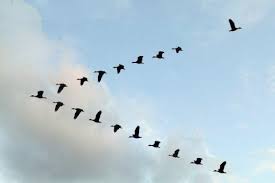 Birds flying in a pattern. Photo