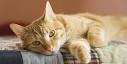 Renrasig katt eller bondkatt - Katt - Agria
