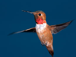 Red Hummingbird Images?q=tbn:ANd9GcTHoXKuZs6gpnGtbRAPGIg6Icxn8YKTKgNPEFWlDYsRPSnUtkc&t=1&usg=__Sk0oLkVw_YoUyUNV_suzmMezVR8=