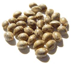 Cannabis seeds,Hanfsamen,Wietzaden Wiet zaden
