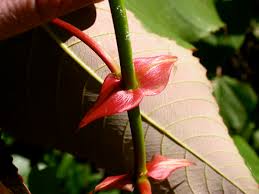 Image result for "Macaranga dipterocarpifolia"