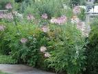NLM Herb Garden - Gallery