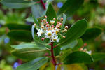 File:<b>Drimys</b> winteri.jpg