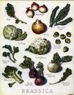 <b>brassica</b> family: broccoli,