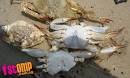 The Lazy Lizard's Tales: Dead crabs washed ashore on polluted beach
