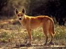 Photo: Dingo in the desert