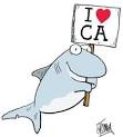 What the California Shark Fin Ban Means – News Watch
