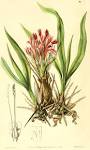 <b>Bromeliaceae</b> Juss.