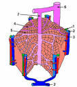 <b>hépatique</b> et <b>circulation</b>