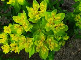 Image result for Euphorbia pilosa