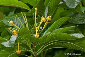 Image result for Clerodendrum pittieri