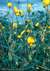 Factsheet - <b>Crotalaria</b> juncea
