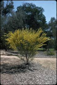 Image result for "Acacia havilandiorum"