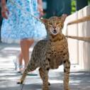 Cute&Cool Pets 4U: Most expensive Pet Cat Ashera Royal Cat