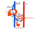 veinules sus-<b>hépatiques</b>