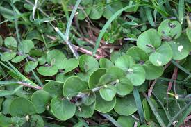 Image result for "Andrographis serpyllifolia"