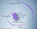The long arm of the <b>chromosome</b>