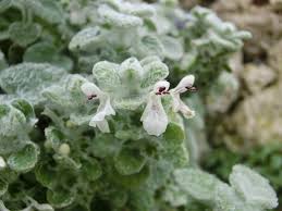 Image result for Stachys saxicola