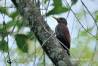 Woodpeckers Photo Gallery by Wong Tsu Shi at pbase.