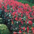 Common Red-Tipped <b>Photinia</b> x.