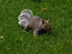 Racoon Squirrel photo - Shirley Haden photos at pbase.