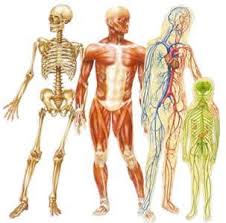 Combien d'os dans le corps humain ? Images?q=tbn:ANd9GcTS8lIlTU6dDKXNbFuA2ikqLzdHCO5E206QdRzAOMPWlW0eYFIx